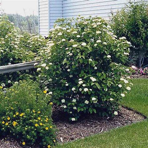 arrowwood viburnum tree pictures.